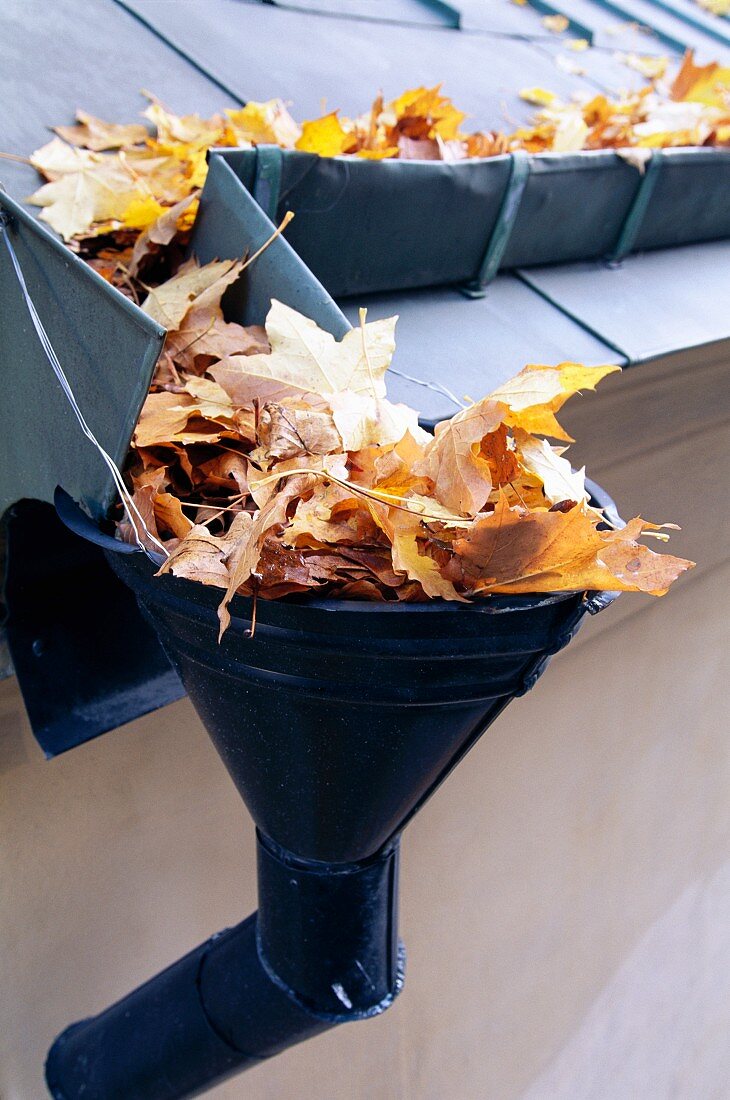 Herbstlaub auf Dach und in Regenrinne