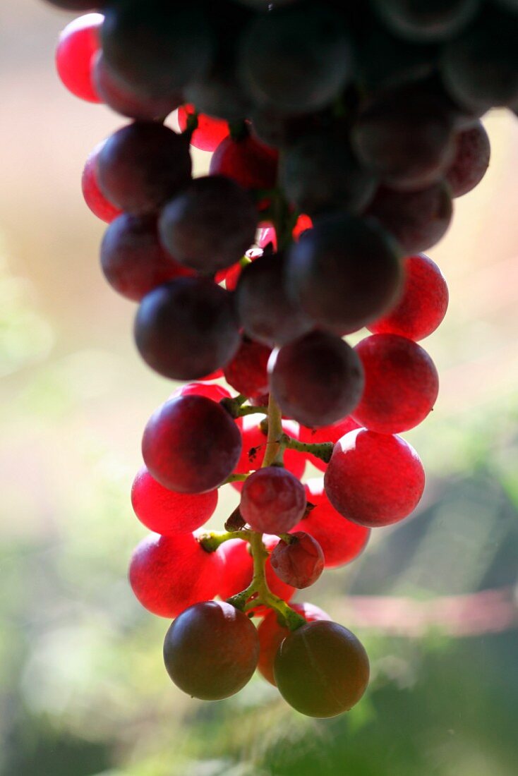 Nebbiolo grapes (Breaux Vineyards, Purcellville, Virginia, USA)