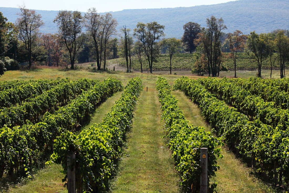 Cabernet Franc grapes (Breaux Vineyards, Purcellville, Virginia, USA)