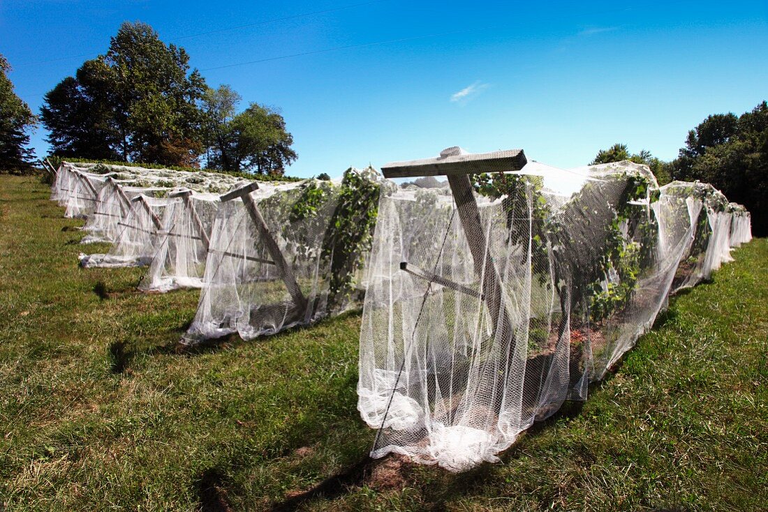 Rebstöcke mit Netzen (Vogelschutz) in Linden, Virginia, USA