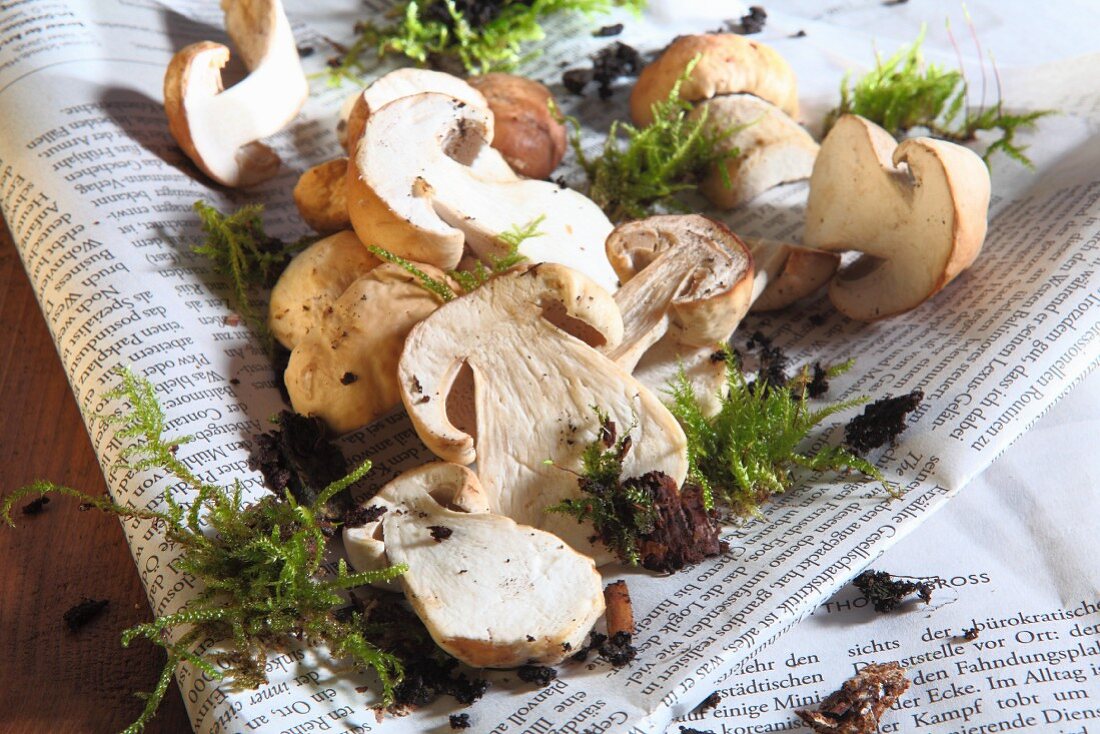 Penny bun mushrooms and moss on newspaper