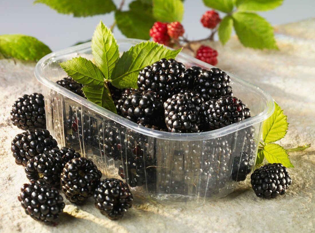 Brombeeren in Plastikschale