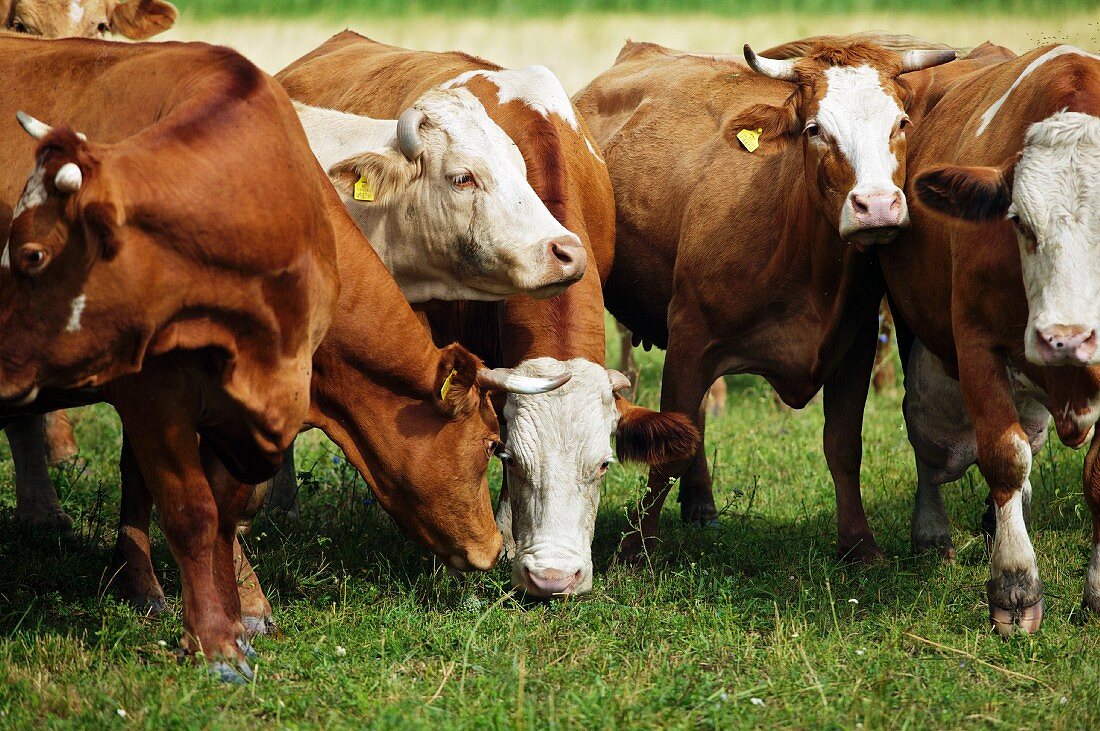 Rinder der Rasse Fleckvieh auf Weiden des Nationalparks Neusiedlersee-Seewinkel in Österreich