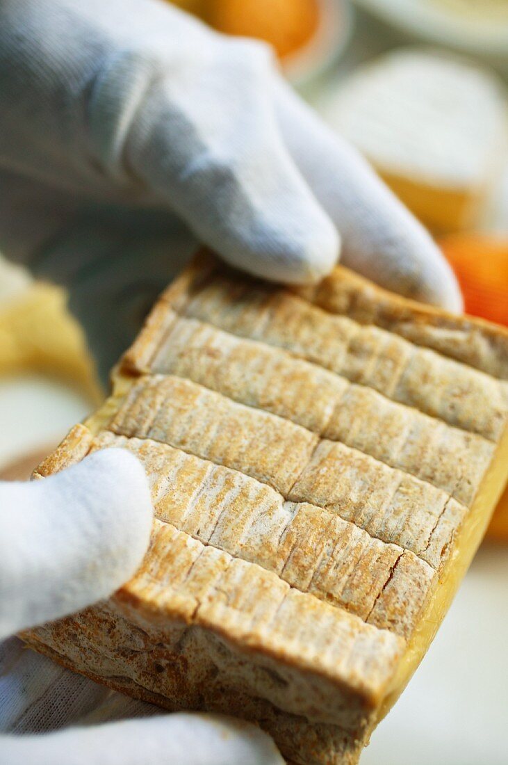 A cheese sommelier holding a piece of cheese (Pont-l'Évêque) in his hand