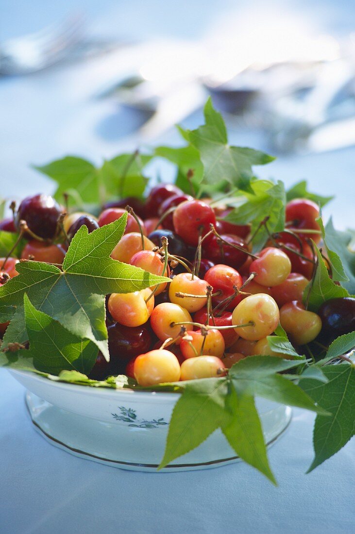 Fresh cherries and leaves in a bowl