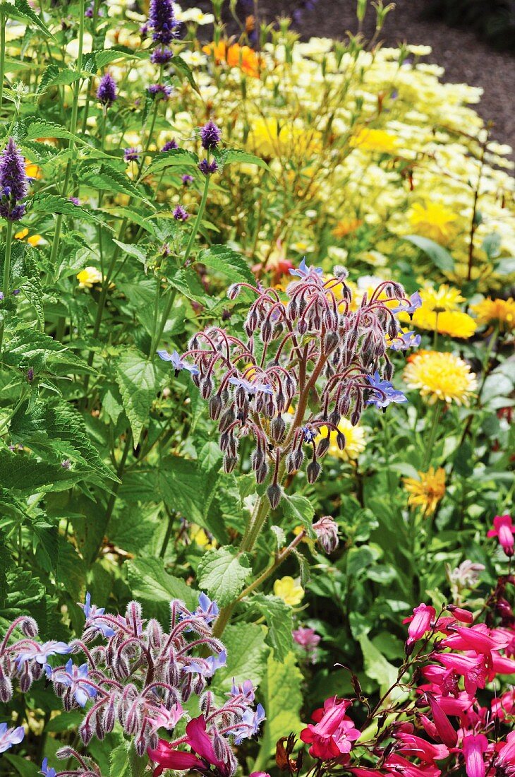 Borretschblüten und gelbe Blumen im Garten