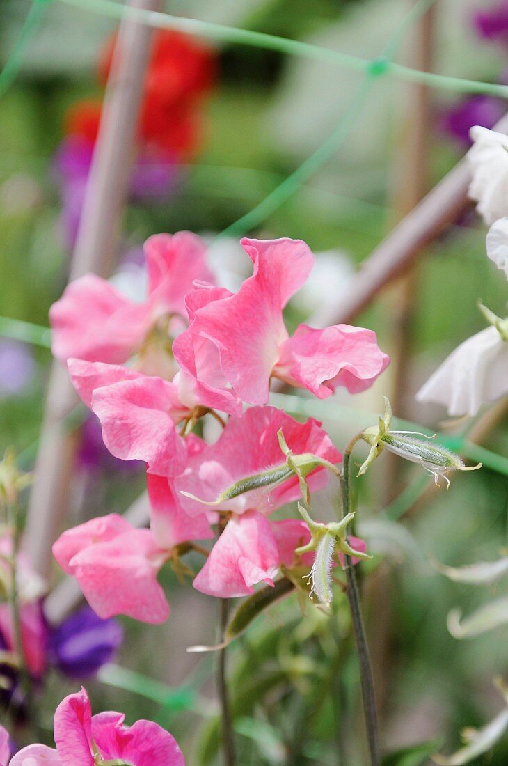 Platterbsenblüten (Lathyrus odoratus)