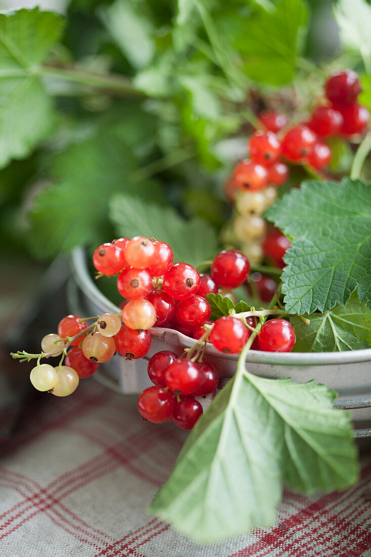 Redcurrants and leaves in a metal bowl