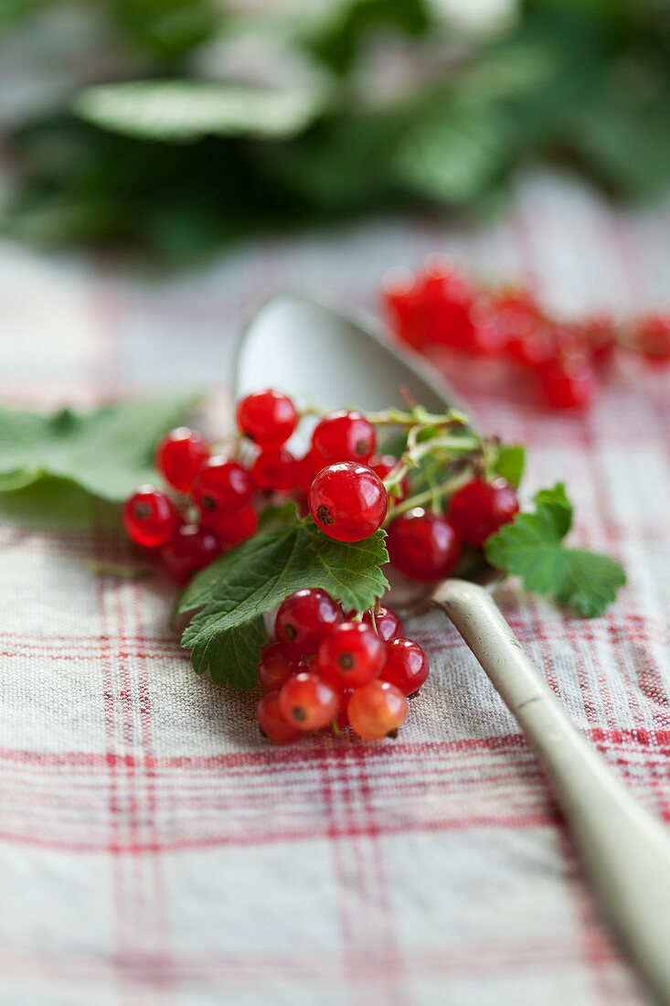 Rote Johannisbeeren auf einem Löffel