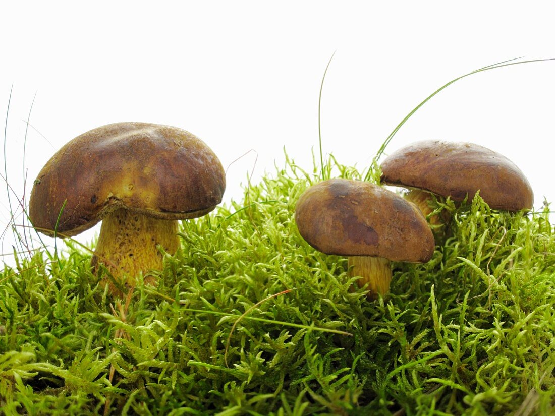 Three bay boltes on moss