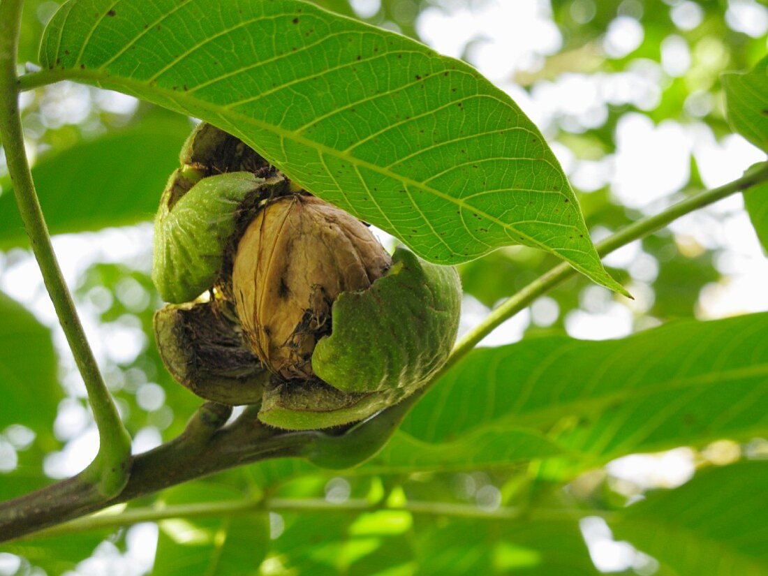 A walnut on a tree