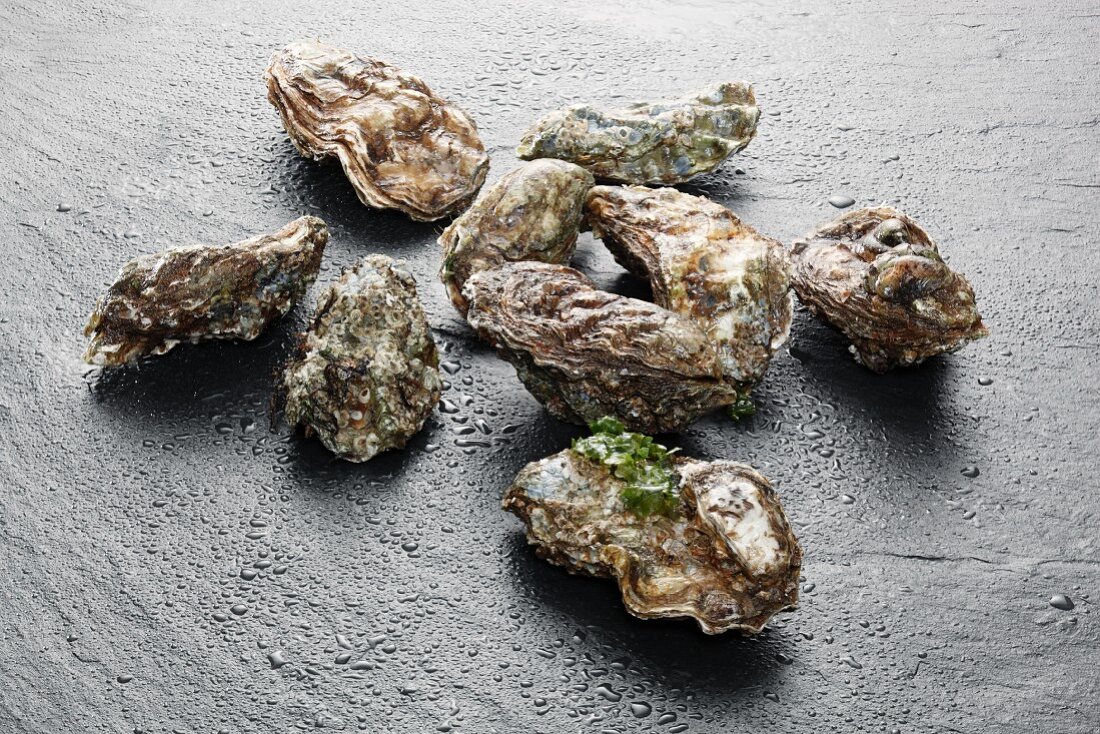 Several fresh oysters on slate