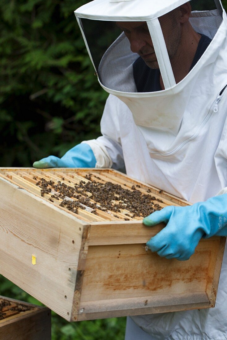 Imker mit Bienenstock