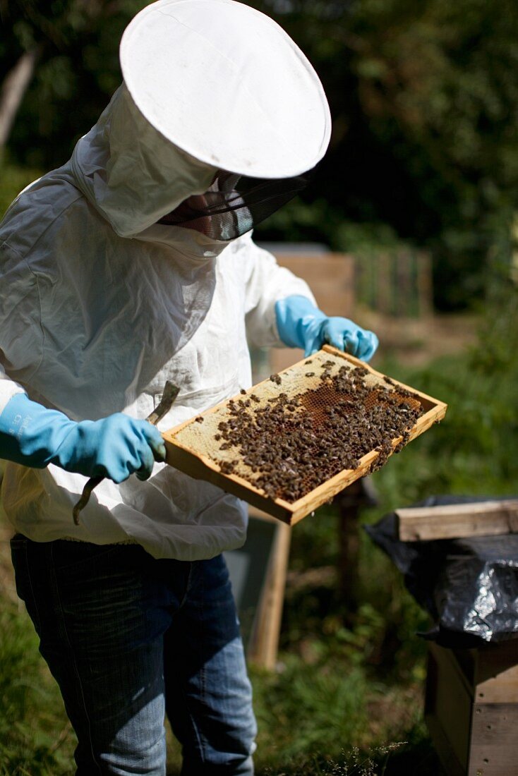 Imker mit Bienenwabe