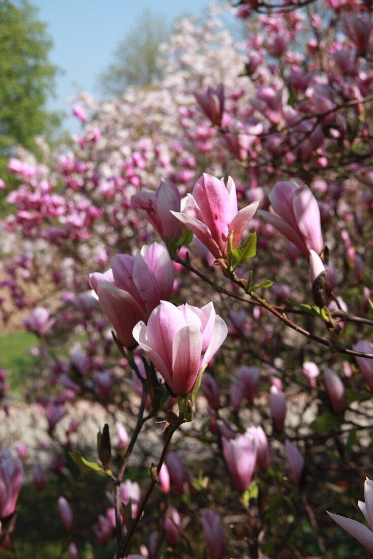 Blüten am Magnolienbaum