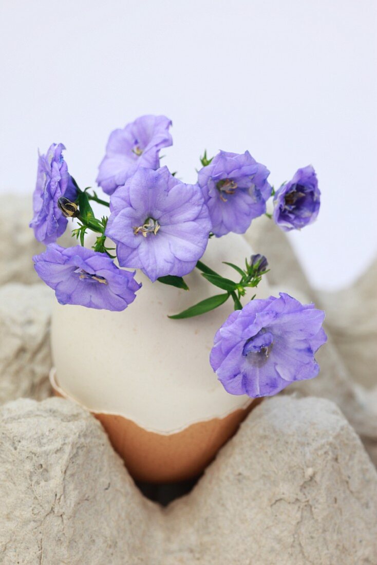 Campanula on an Easter egg