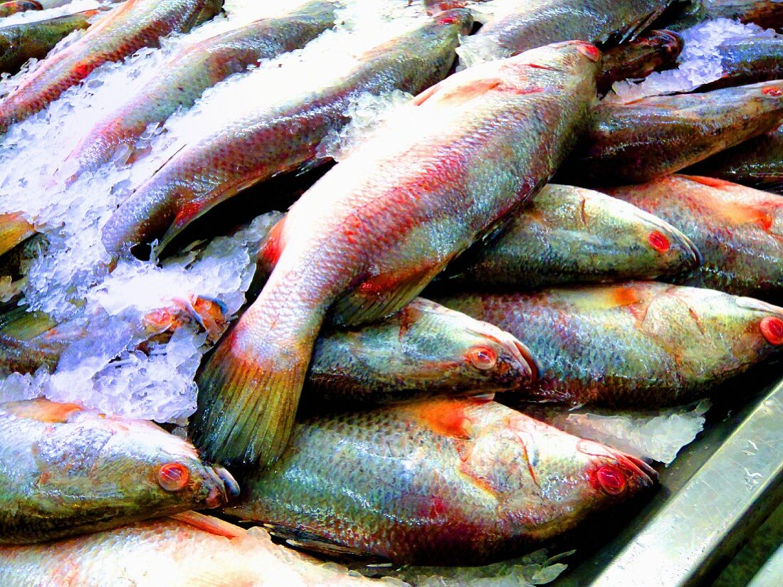 Fresh sea bass at a market stall