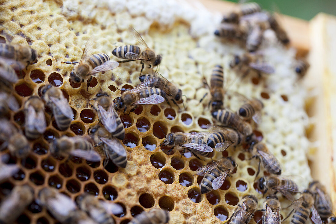 Bees on a honeycomb