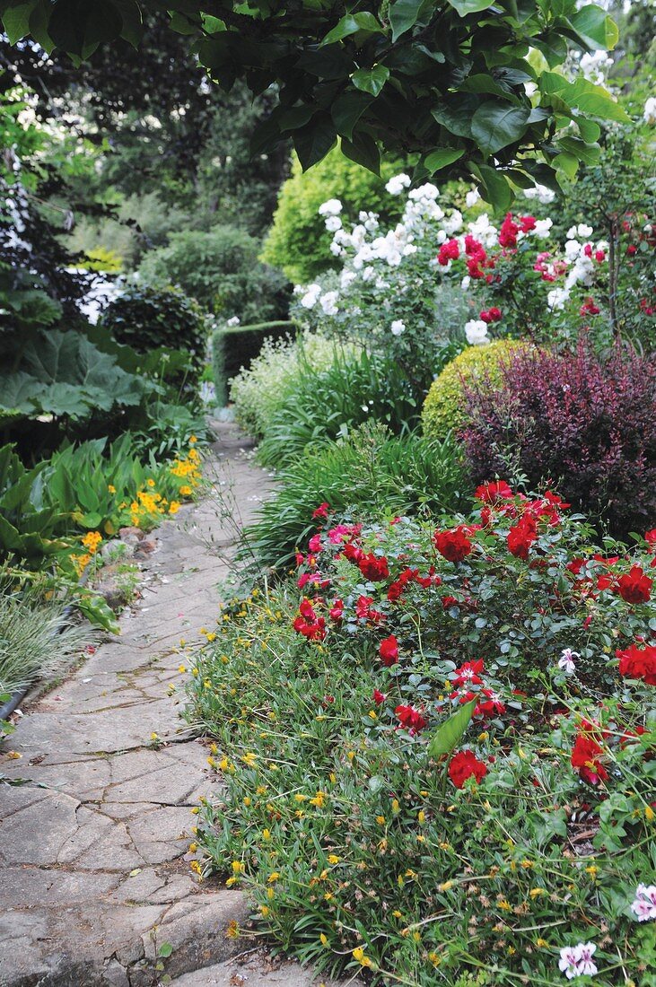 Flowering plants along garden path