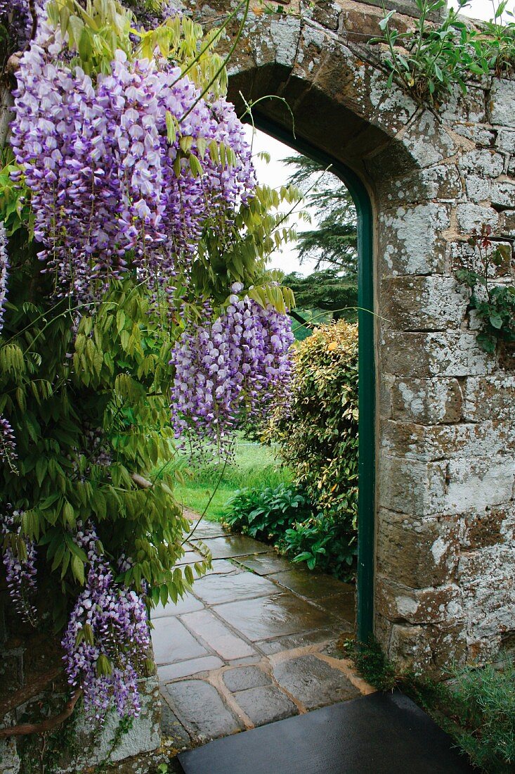 Gartenmauer mit Durchgang und Wisteria