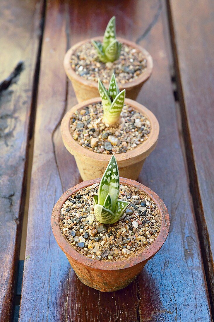 Three clay pots with small agave plants on a garden table