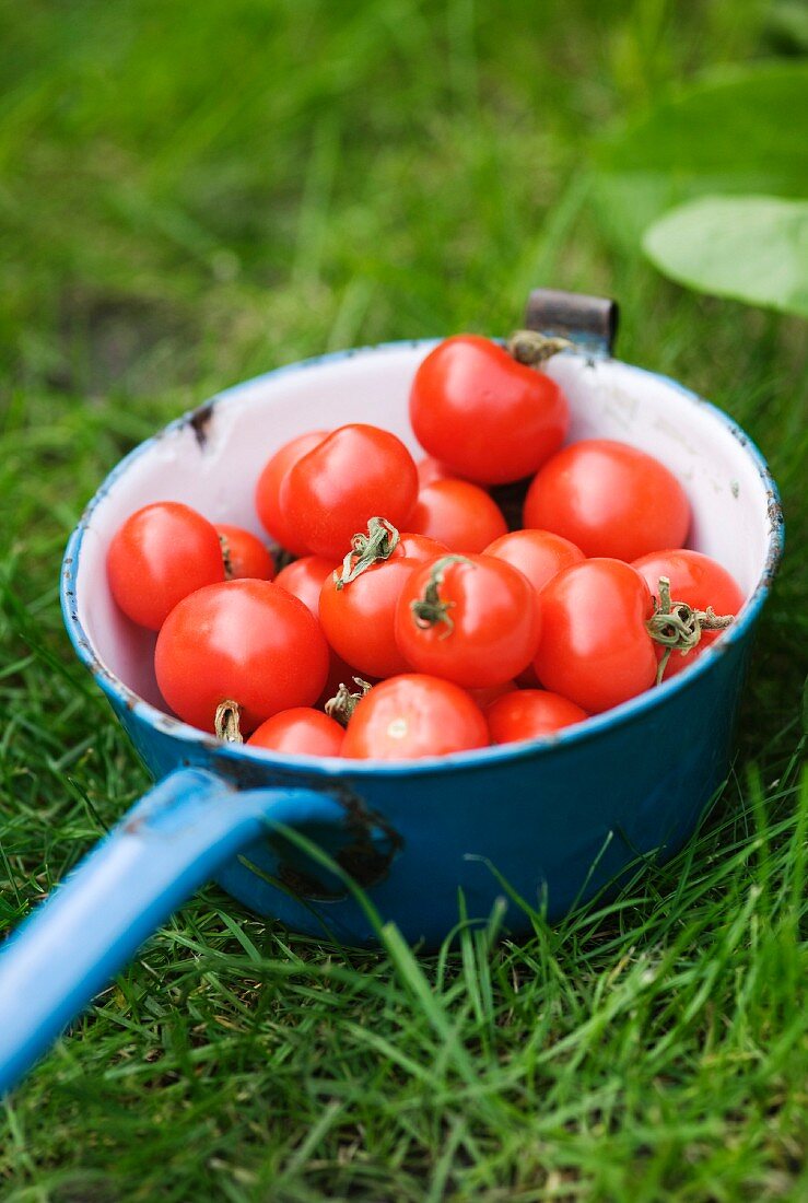 Tomaten in einer Kasserolle auf der Wiese