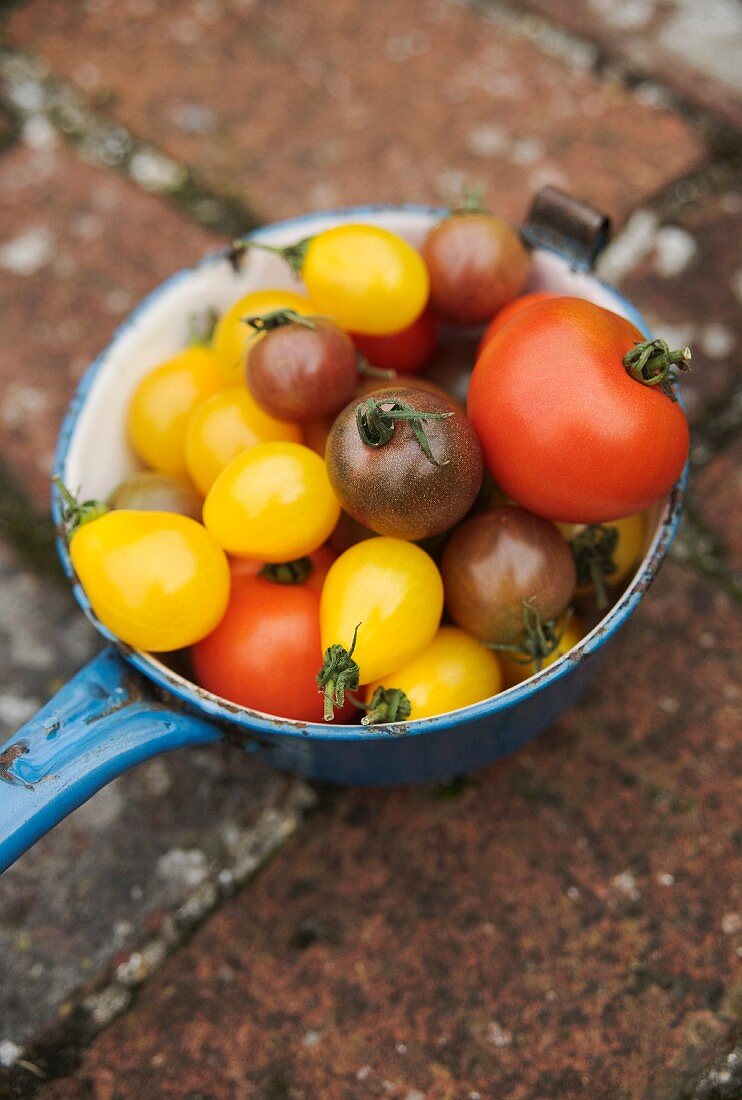 Various tomatoes in an enamel pan