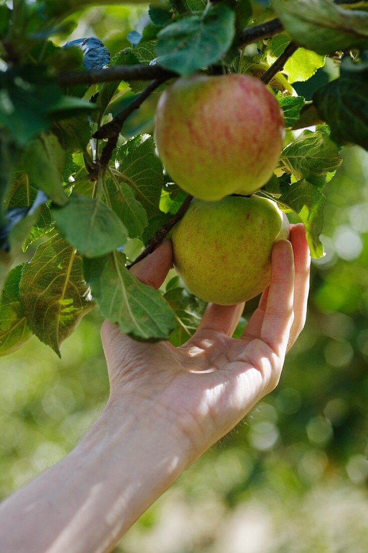 Ripe apples on the tree