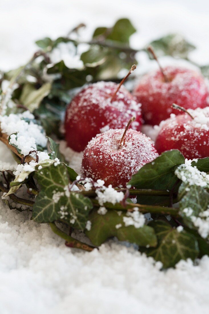 Äpfel und Efeu im Frost