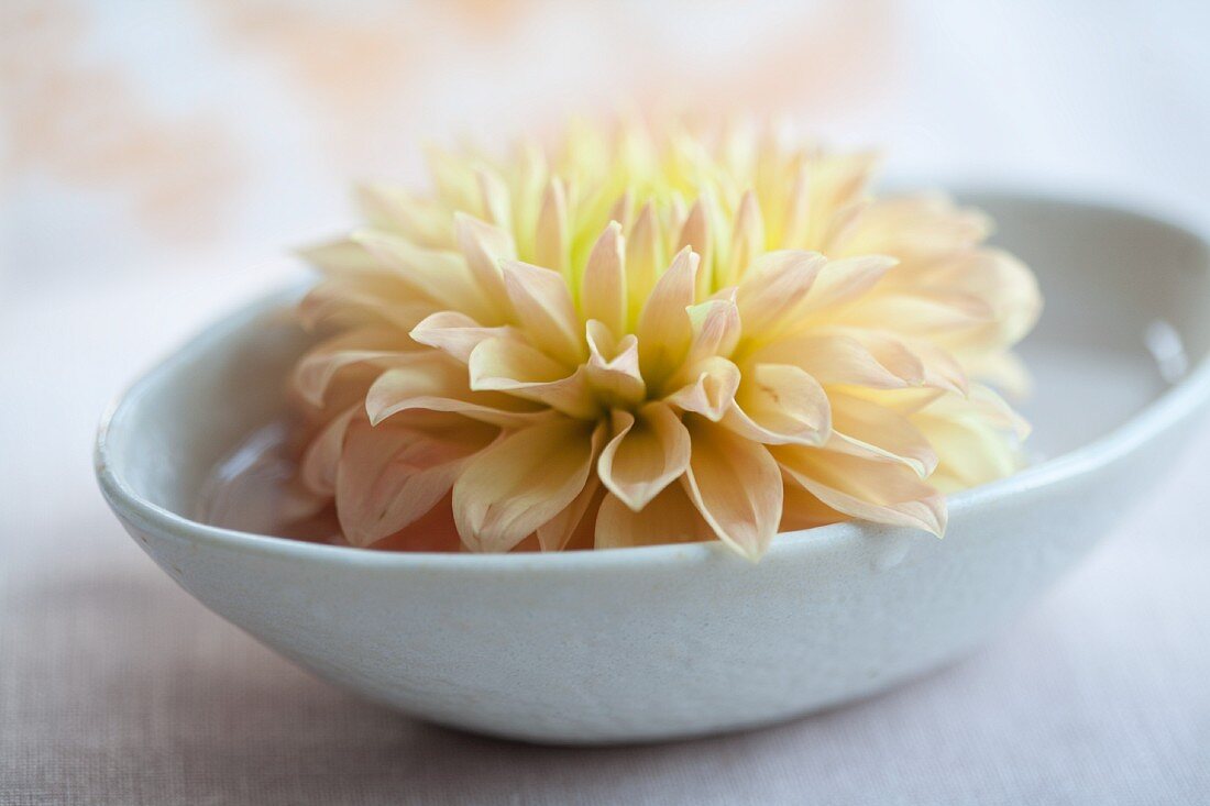 Eine weiße Dahlienblüte in kleiner Wasserschale