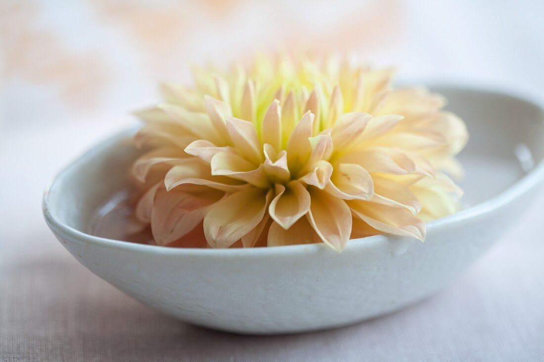 White dahlia bloom in small bowl of water