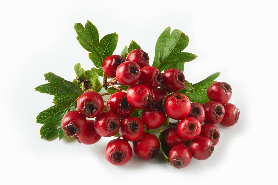 Weissdornbeeren