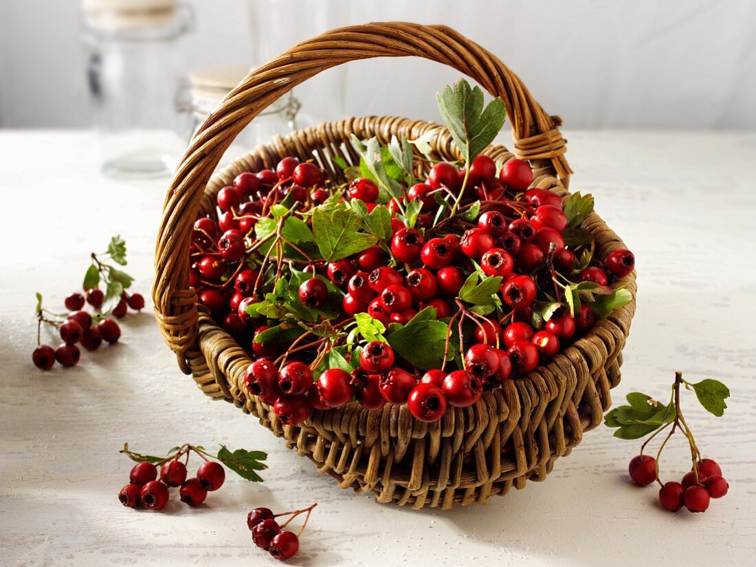 Frische Weissdornbeeren im Korb