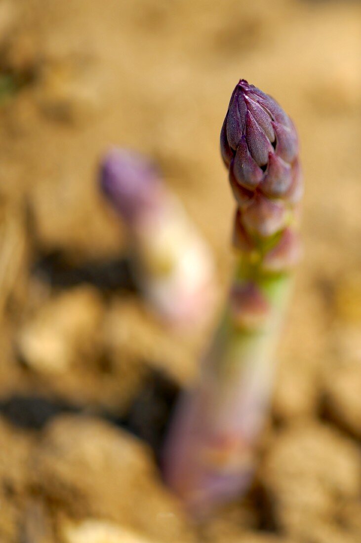 Asparagus in a field