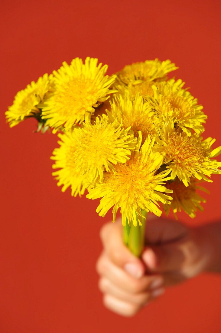 A hand holding a bunch of dandelions