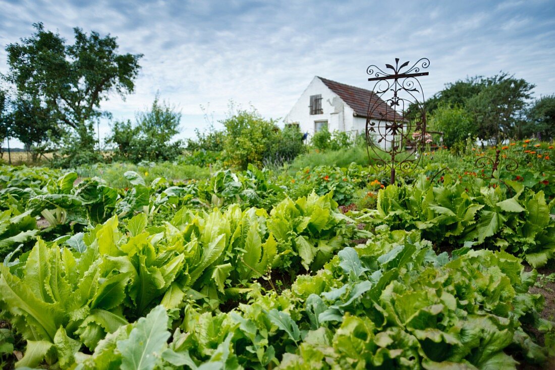 Gemüseanbau und kleines Haus