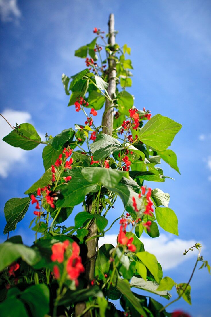 Blooming bean plant