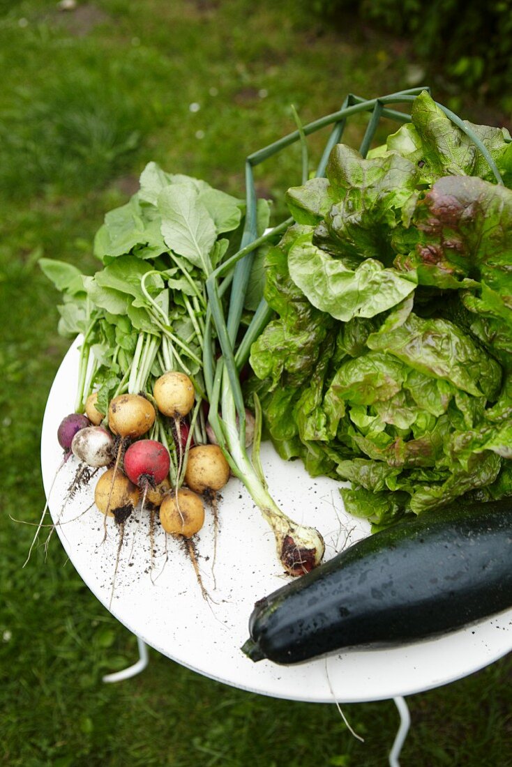 Radieschen, Lauchzwiebel, Salat, Zucchini auf Tisch im Garten