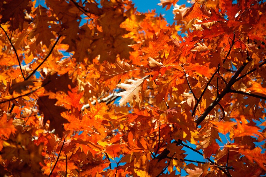 Herbstlicher Ahornbaum