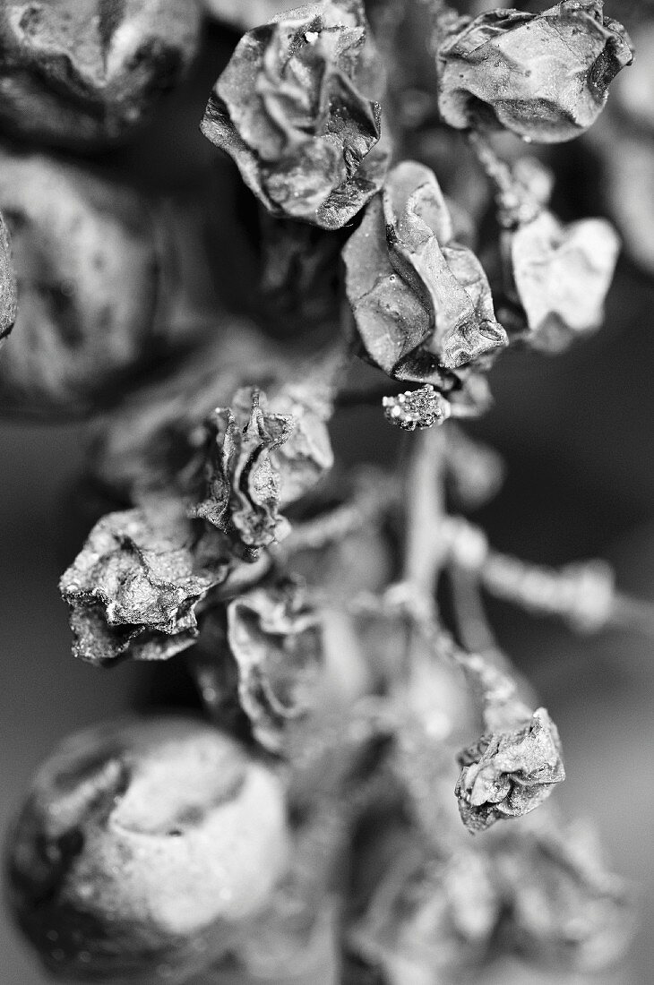 Dried grapes on the vine