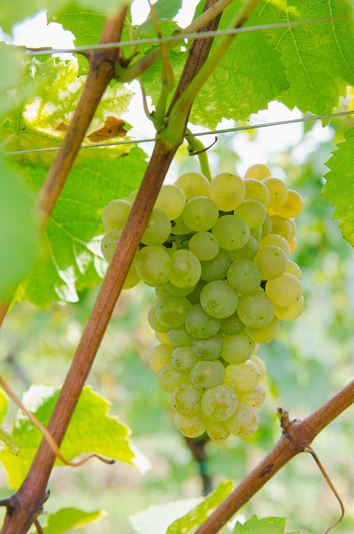 Muscat grapes on the vine (Alsace)