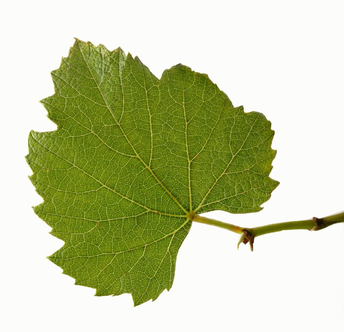 Real grape leaf