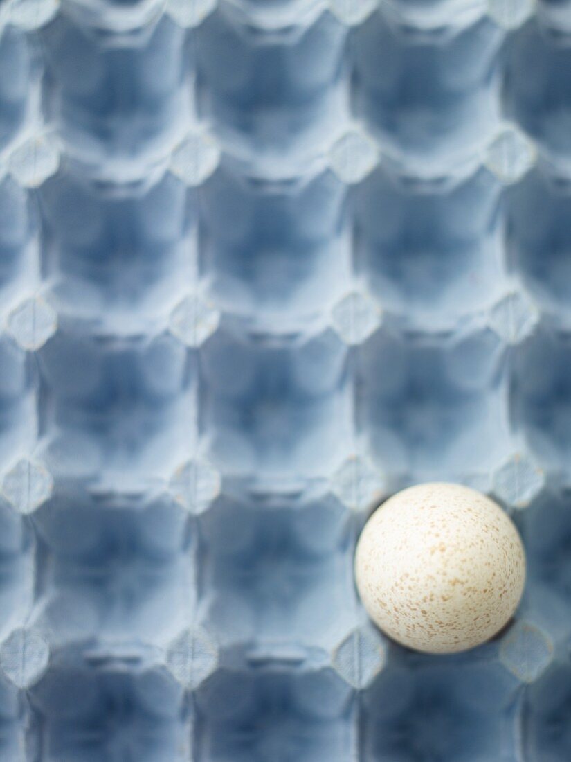 A goose egg in an egg carton