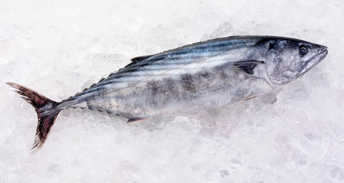 A whole tuna on ice