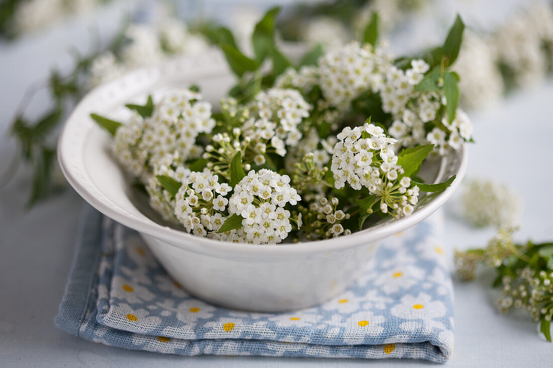 A bowl of spiraea