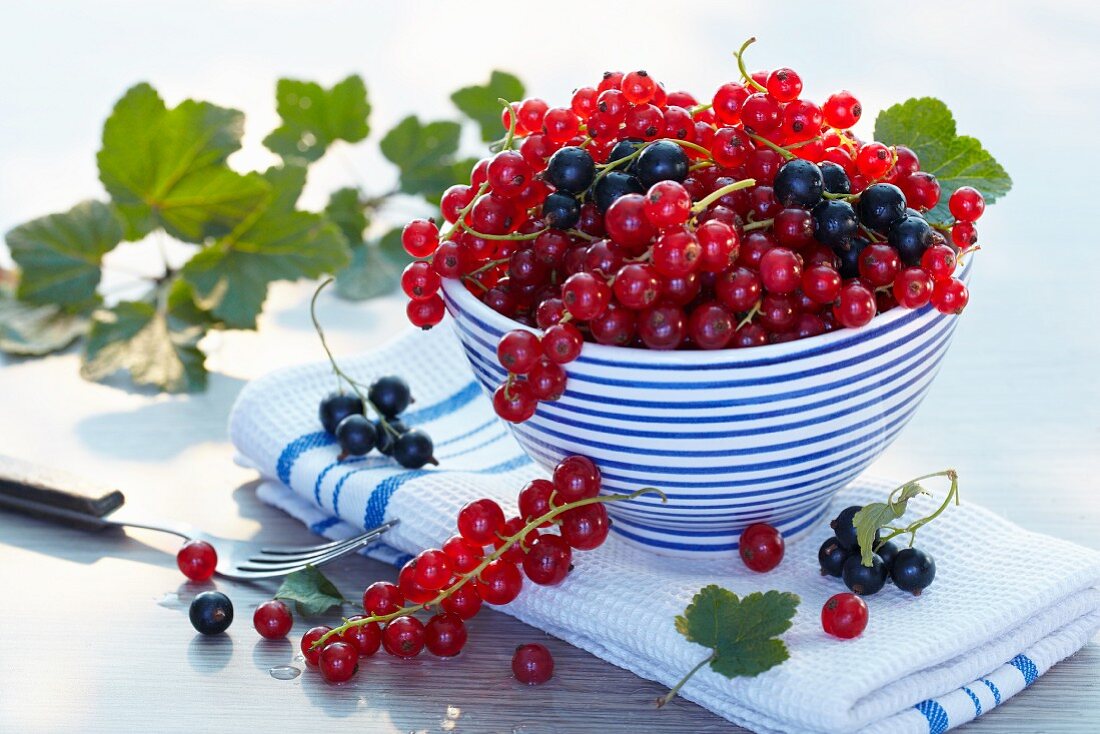 Rote und schwarze Johannisbeeren in Schüssel auf Geschirrtuch