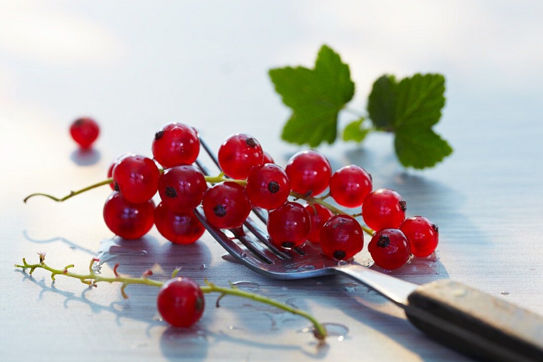 Rote Johannisbeeren auf einer Gabel