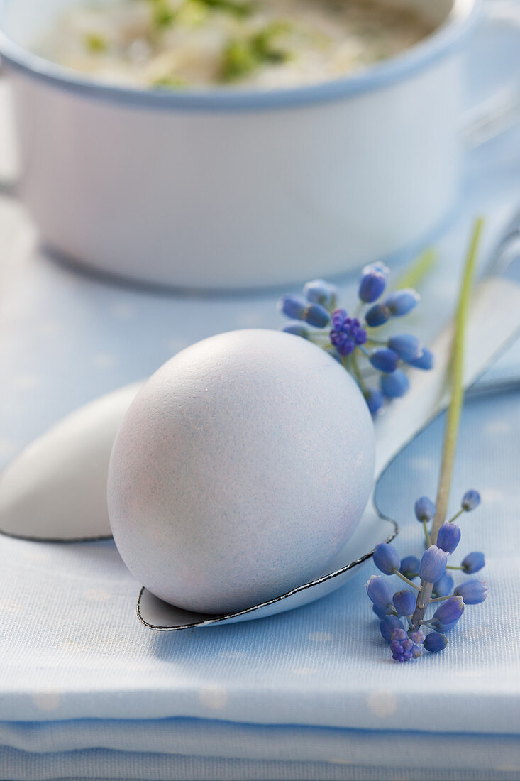 A boiled egg on an enamel spoon with grape hyacinths