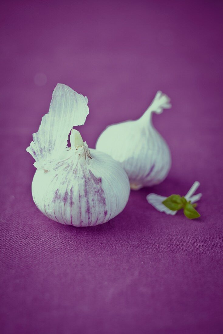 Garlic bulbs on a purple surface