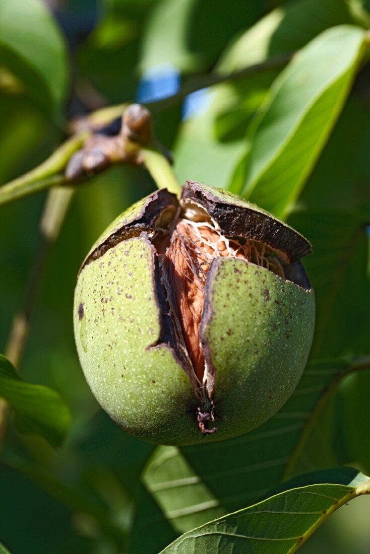 A walnut in its shell on the tree